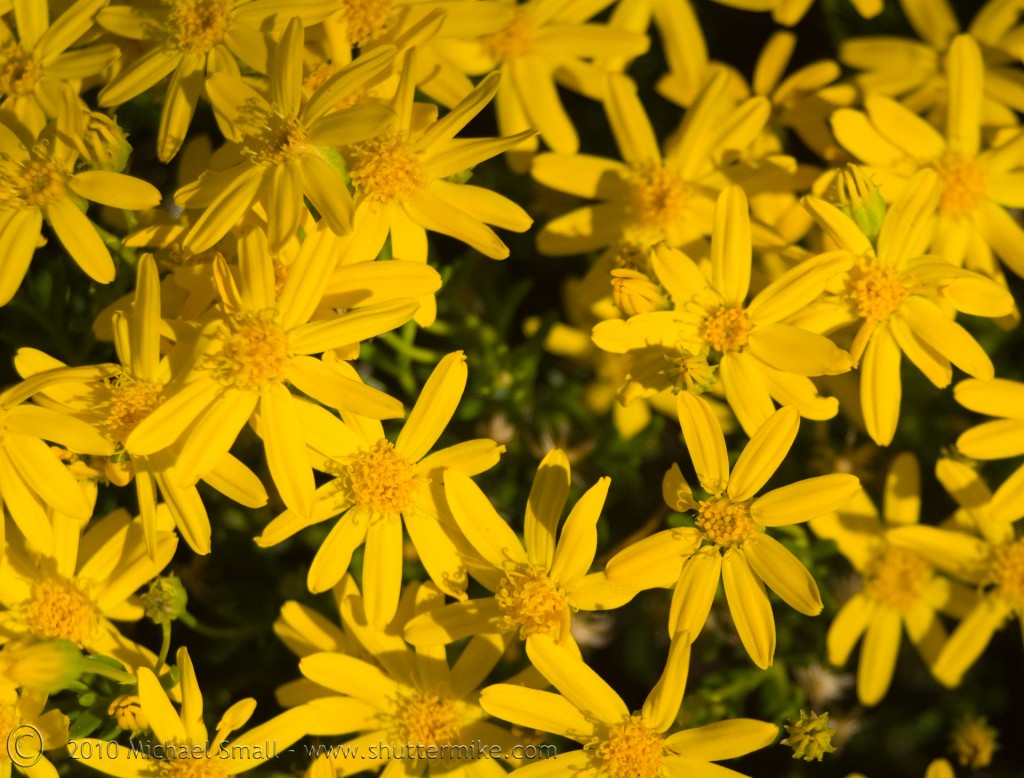Photo of yellow wildflowers
