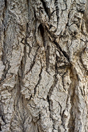 Detail photo of an Arizona cottonwood tree bark