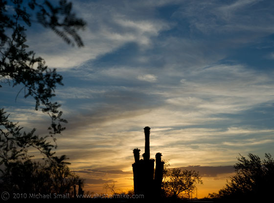 Photo of a saguaro cactus at sunset