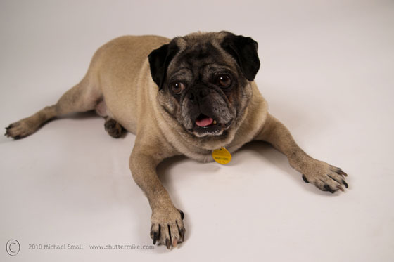 Pet Portrait Photography - Pug