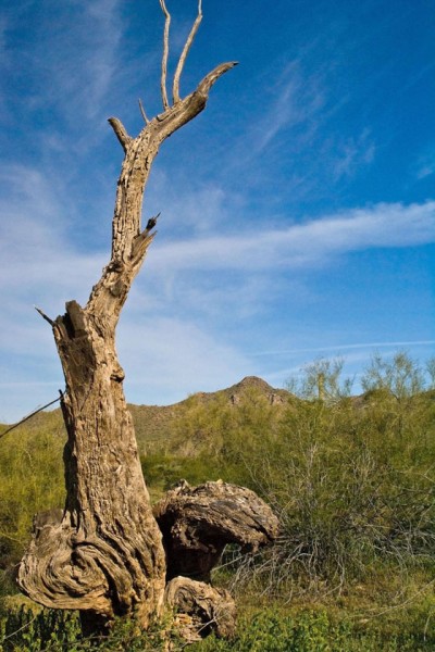 photo of a dead tree in the San Tan Mountain Regional Park
