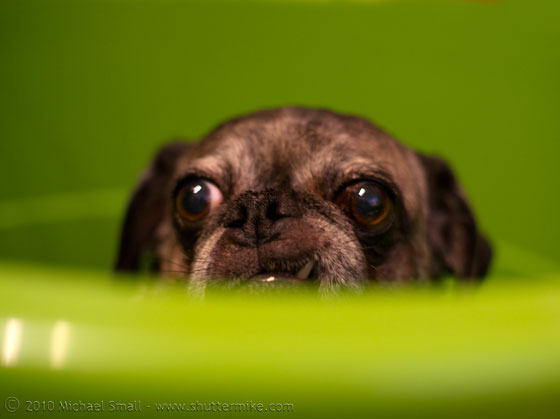 Photo of my Pug in a green bucket