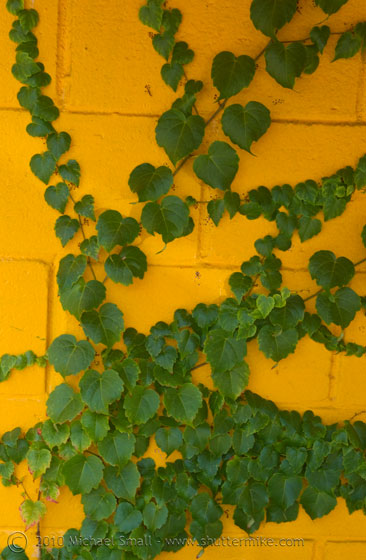 Photo of ivy climbing a yellow wall