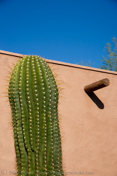 Photo of a saguaro cactus at the Desert Botanical Garden