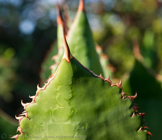 Detail photo of an aloe plant pad