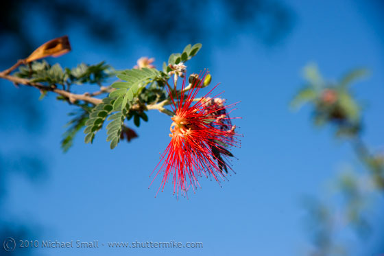 Photo a a fairy duster plant bloom