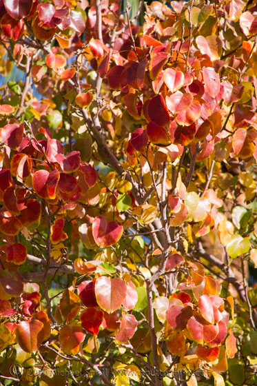 Photo of fall color leaves in Phoenix