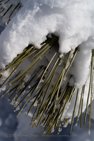 Photo of snow on pine needles.