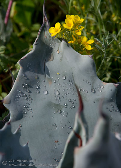 Photo of water drops on an agave cactus