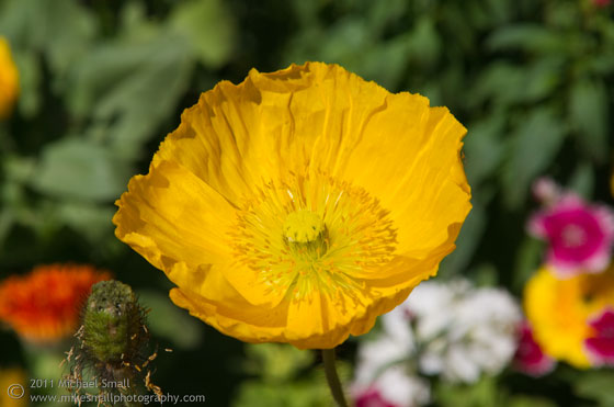 Photo of a yellow flower in the Arizona Inn flower gardens