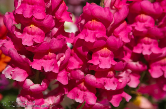 Photo of pink flowers in the Arizona Inn Flower gardens