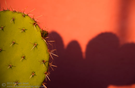Photo of a prickly pear cactus pad against a pink wall