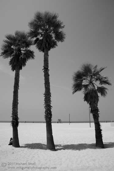 Photo of three palm trees on the beach