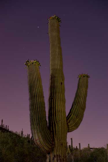 Photo of a saguaro cactus in the moonlight