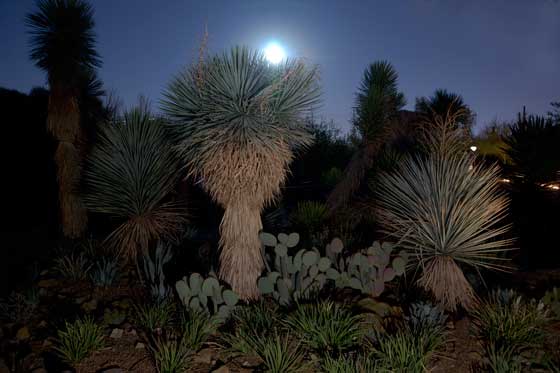 Photo of a yucca with the moon in the background