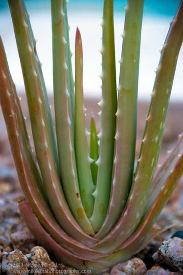 Photogrpah of an aloe vera plant.