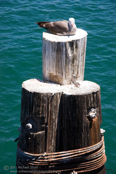 Photo of a sea gull sunning itself on a wood piling