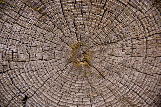 Photo of the rings in a tree stump