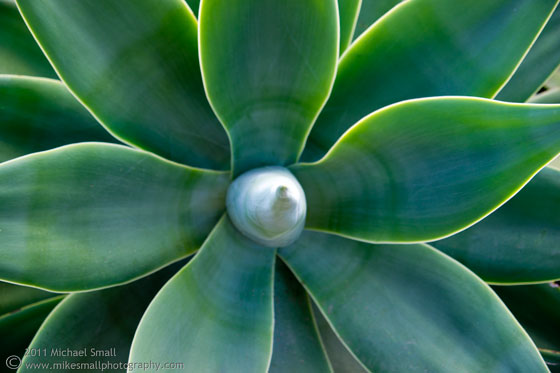 Photograph of a star shaped aloe plant.