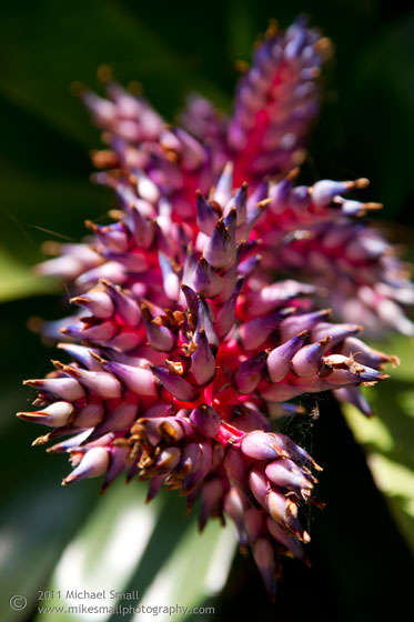 Photography of a floral bloom at the Balboa Park Botnaical garden