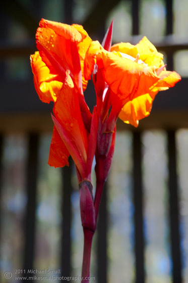 Photo of an orange bloom int he Balboa Botanical Garden