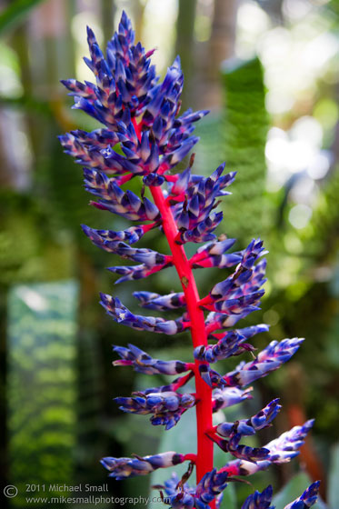 Photograph of a unique bloom in the Balboa Park Botanical Garden