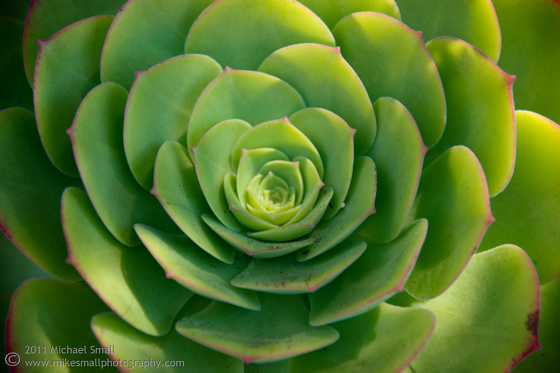 Succulent photograph fromthe garden of San Buenaventura mission in CA.