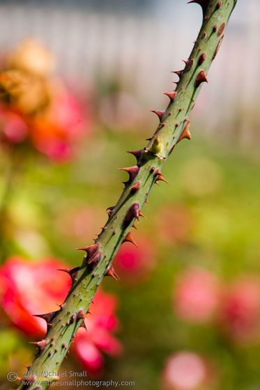 Photograph of a rose stem with thorms
