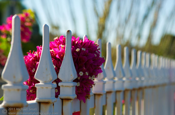 Photo of a fence and flowers