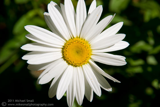 Photograph of a white daisy