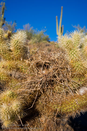 Photo of a bird's nest in a cholla cactus