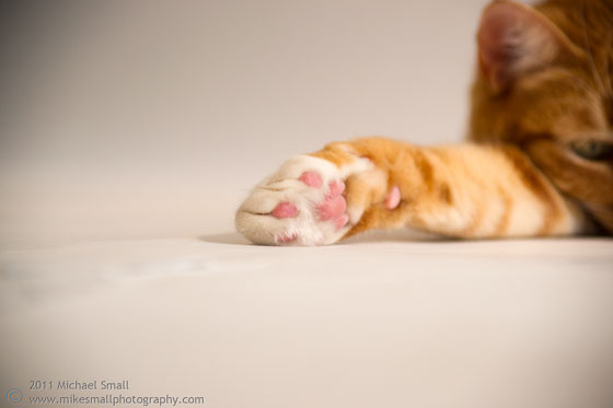 Pet portrait photo of a cat's paw