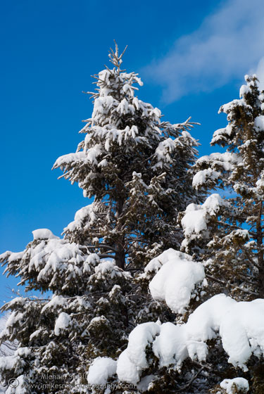 Photo of a pine tree covered in snow in Flagstaff, AZ