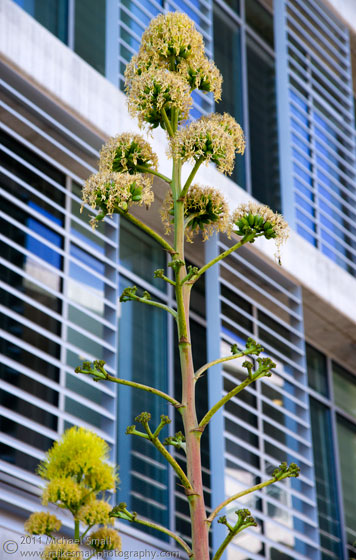 Photo of a yucca plant against a building