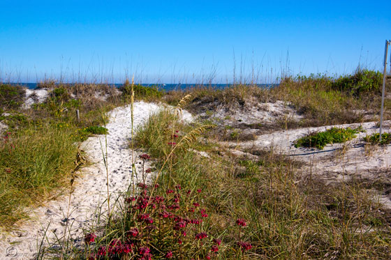 Image of a sand path through the weeds to the ocean