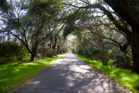 Photo of the drive to Magnolia Plantation in Charleston, SC