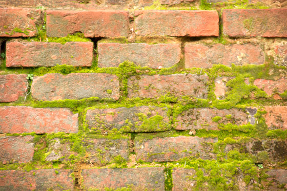 Photo of a red brick wall covered in green moss