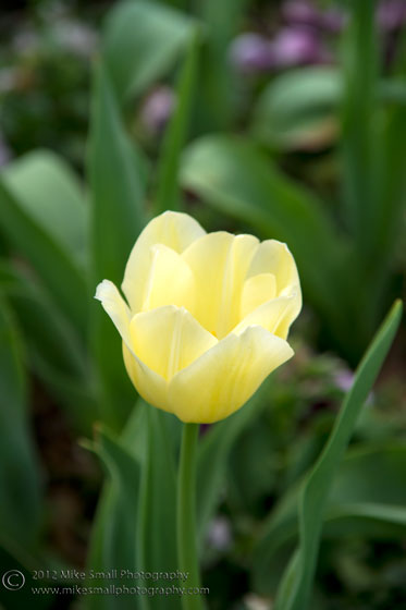 Photo of a yellow tulip at the Birmingham Botanical Garden