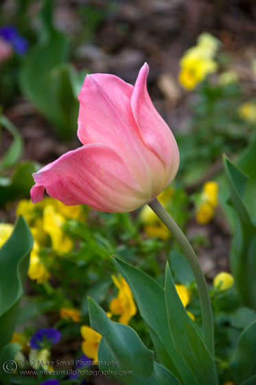 Photo of a pink tulip at the Birmingham Botanical Garden