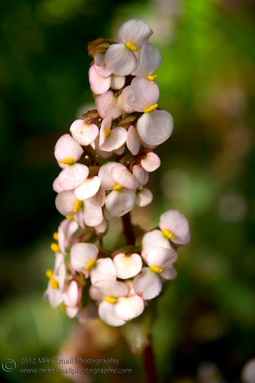 Photo of a flower in the USF Botanical Garden in Tampa