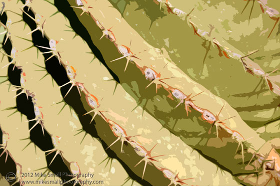 Abstract photograph of a barrel cactus detail