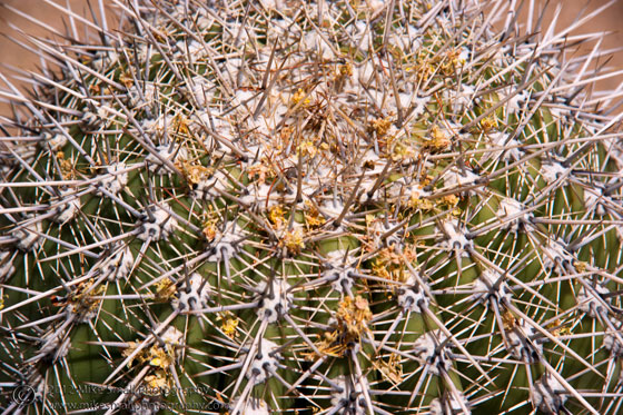 Detail photo of a barrel cactus