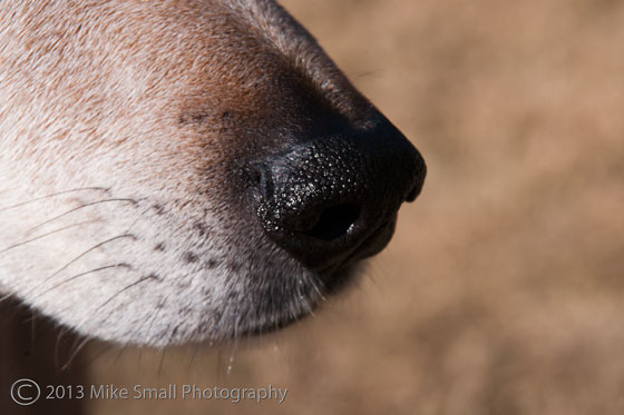 Dogs and Extension Tubes Two