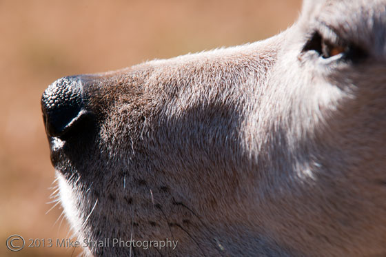 Dogs and Extension Tubes Three